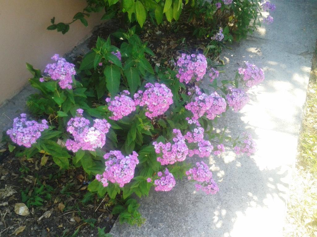 ביוגראד נה מורו Apartments Angela מראה חיצוני תמונה